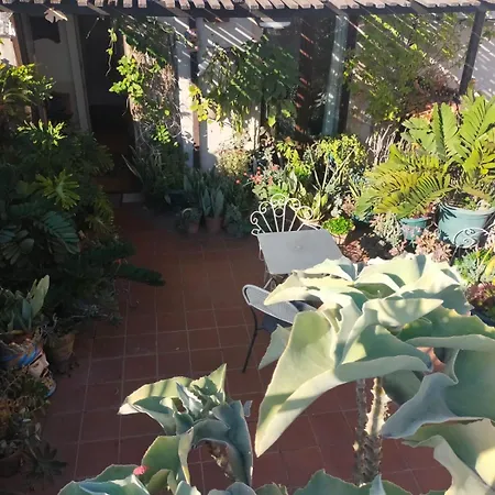 Crociferi